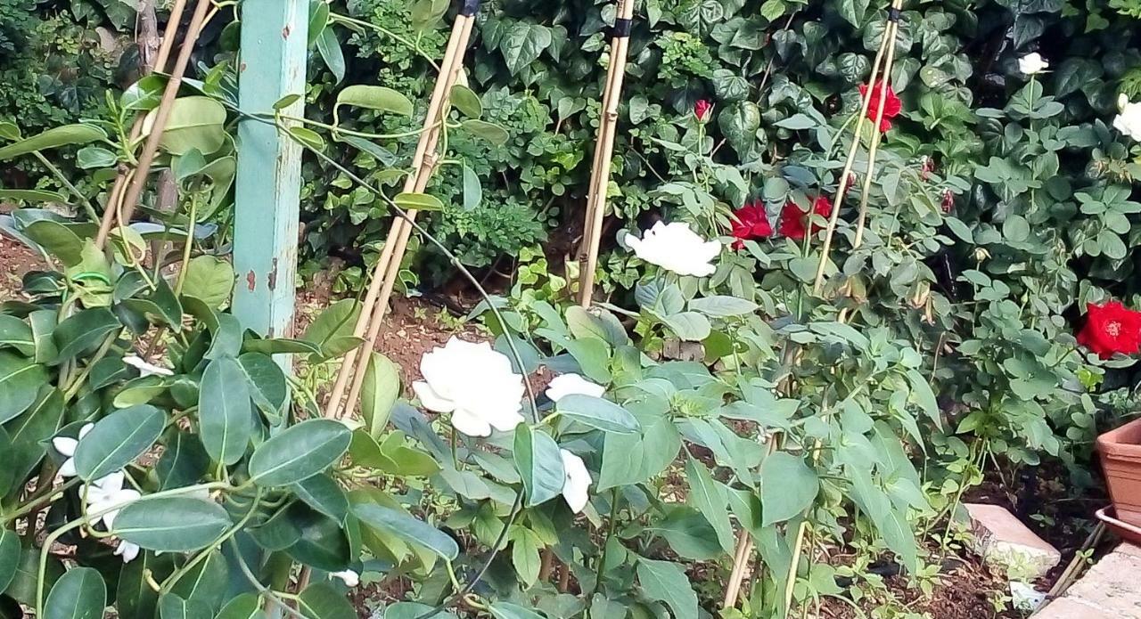 فيلا Il Giardino Di Hyccara كاريني المظهر الخارجي الصورة